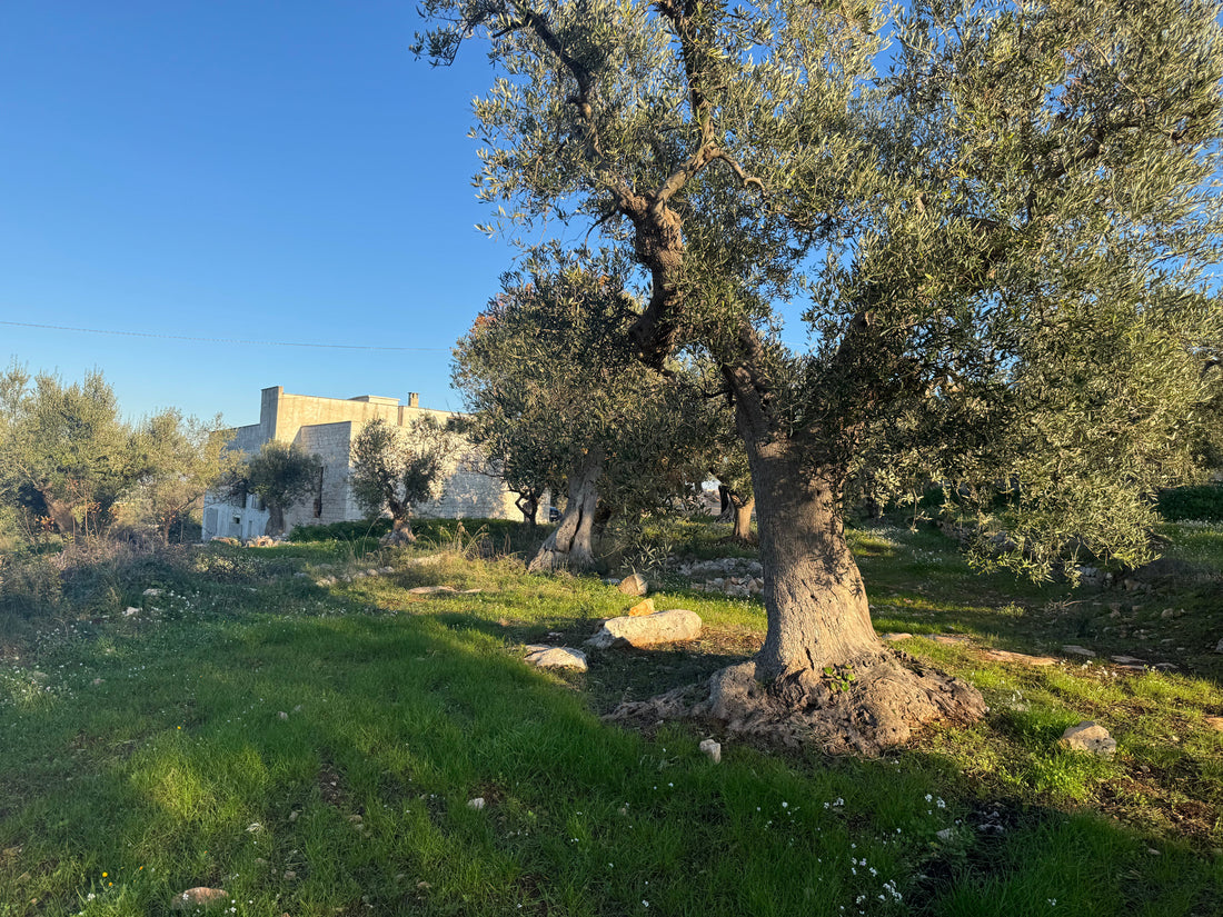 Werkzaamheden in een olijfgaard in maart en april