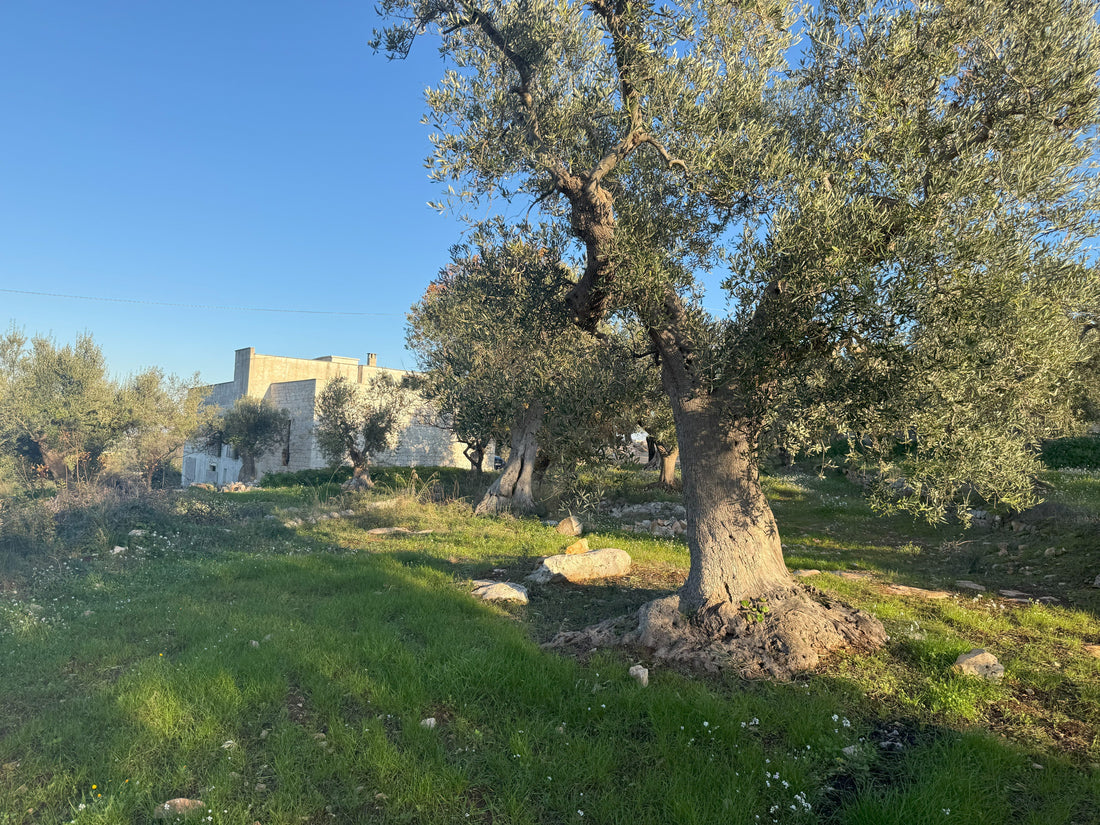 Koudgeperste extra vierge olijfolie uit Puglia – Uliveto di Mede