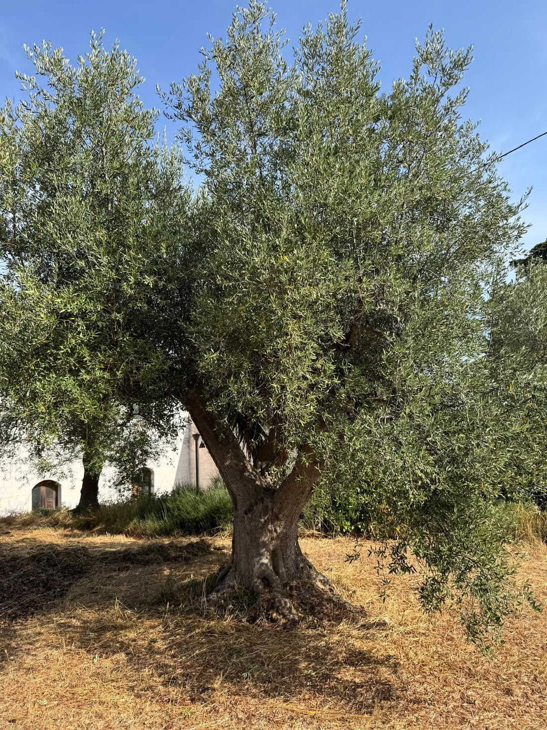 Olijvenoogst 2023 bij Uliveto di Mede in Puglia