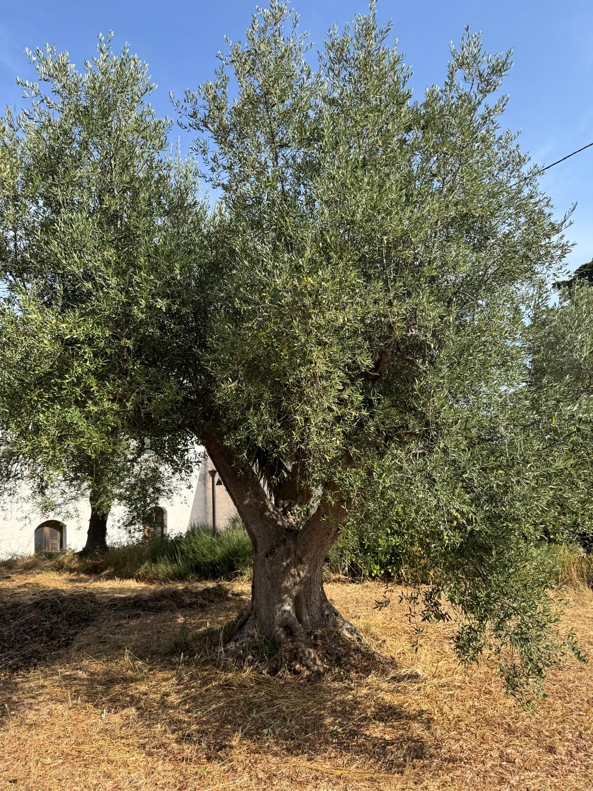 Olijvenoogst 2023 bij Uliveto di Mede in Puglia